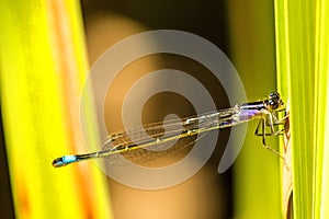 Blue-tailed Damselfly, young insect