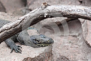 Blue-tailed monitor