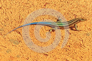 Blue-tailed Sandveld lizard