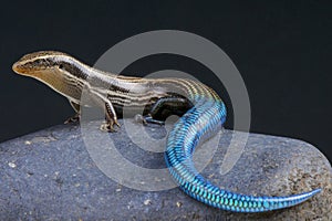 Blue-tailed skink / Chalcides sexlineatus