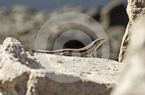 Blue-tailed skink lizard on a rock in garden