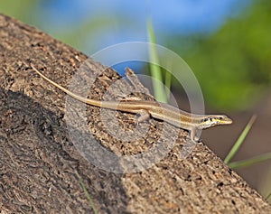 Blue-tailed skink lizard on tree trunk