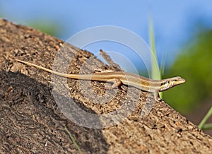 Blue-tailed skink lizard on tree trunk