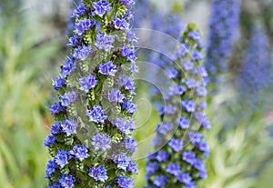 Blue Tajinaste Echium wildpretii flower photo