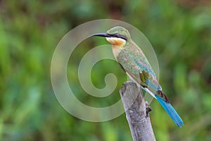 Blue-tale Beeeater perched on the branches.