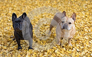 Blue and Tan Frenchie Buddies Standing Under Gingko Biloba Tree in autumn.