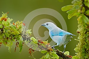 Blue tanager in green vegetation. Beautiful bird on the branch. Blue-gray Tanager, exotic tropic blue bird form Costa Rica. Wildli