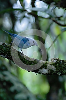 Blue tanager sitting on tree in tropical mountain rain forest in Costa Rica, clear and green background, small songbird