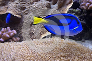 Blue tang photo