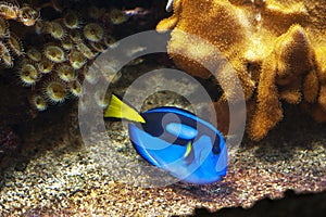 Blue Tang