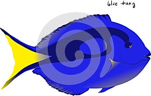 Blue Tang