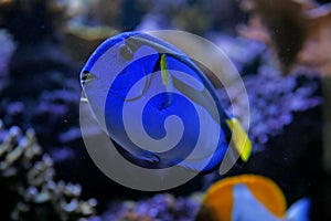 Blue Tang photo