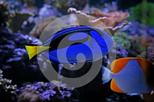 Blue Tang