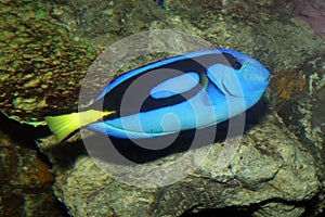 Blue Tang photo