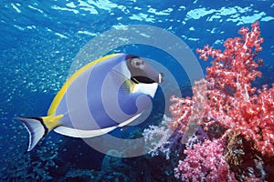 Blue Tang on coral reef