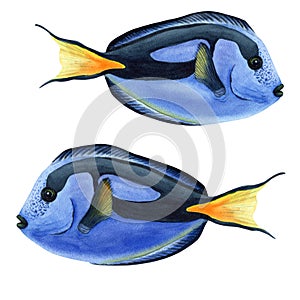 Blue tang, coral reef fish. Watercolor illustration isolated on white background