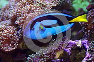 Blue Tang fish photo