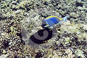 Blue Tang fish