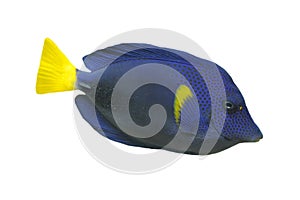 Blue Tang fish