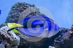 Blue Tang fish