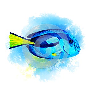 Blue tang fish on abstract blue background, isolated, hand drawn watercolor