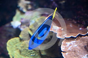 Blue tang fish also known as Paracanthurus hepatus is a species of Indo-Pacific surgeonfish, swimming in fish tank aquarium