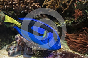 Blue tang fish close up view