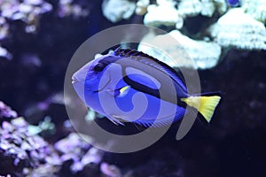 Blue tang fish with coral in background