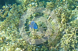 Blue tang fish with coral background