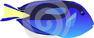 Blue tang fish digital illustration