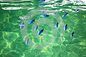 Blue Tang fish in the fish farm