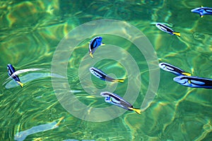 Blue Tang fish in the fish farm