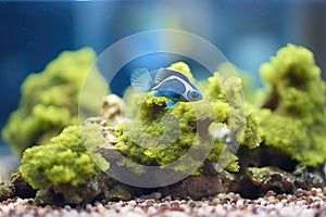 blue tang fish grazing on algae on coral