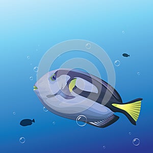 A blue tang fish illustration.. Vector illustration decorative background design