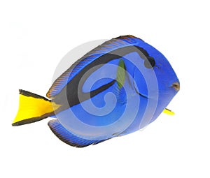 Blue tang fish isolated on white