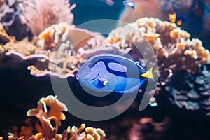 Blue tang fish paracanthurus hepatus swimming in water. Popular