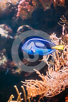 Blue tang fish paracanthurus hepatus swimming in water. popular