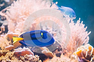 Blue Tang Fish Paracanthurus Hepatus Swimming In Water. Popular