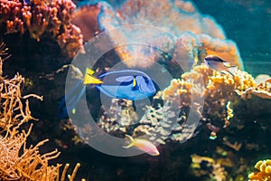 Blue Tang Fish Paracanthurus Hepatus Swimming In Water. Popular