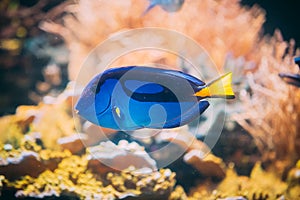 Blue Tang Fish Paracanthurus Hepatus Swimming In Water. Popular Fish In Marine Aquarium, Needs A Large Coral Aquarium To