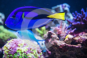 Blue Tang Fish Swimming In Its Natural Environment