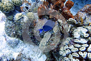 Blue Tang fish swimming in the ocean