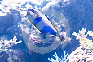 Blue tang fishes and coral reef life.