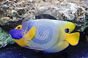 Blue tang, marine coral fish