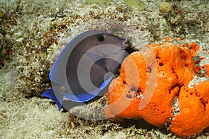 Blue Tang and Orange Sponge - Cozumel