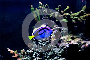 Blue Tang Paracanthurus hepatus