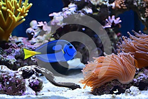 Blue Tang (Paracanthurus hepatus)