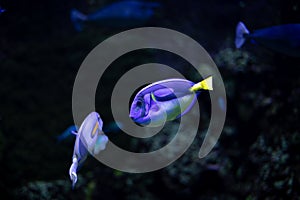 Blue Tang (Paracanthurus hepatus) in Coral Reef Ecosystem