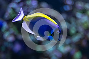 Blue Tang (Paracanthurus hepatus) in Coral Reef Ecosystem