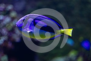 Blue Tang (Paracanthurus hepatus) in Coral Reef Ecosystem